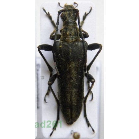 Stenocorus meridianus (Linnaeus, 1758) female Łucznik korzeniowiec